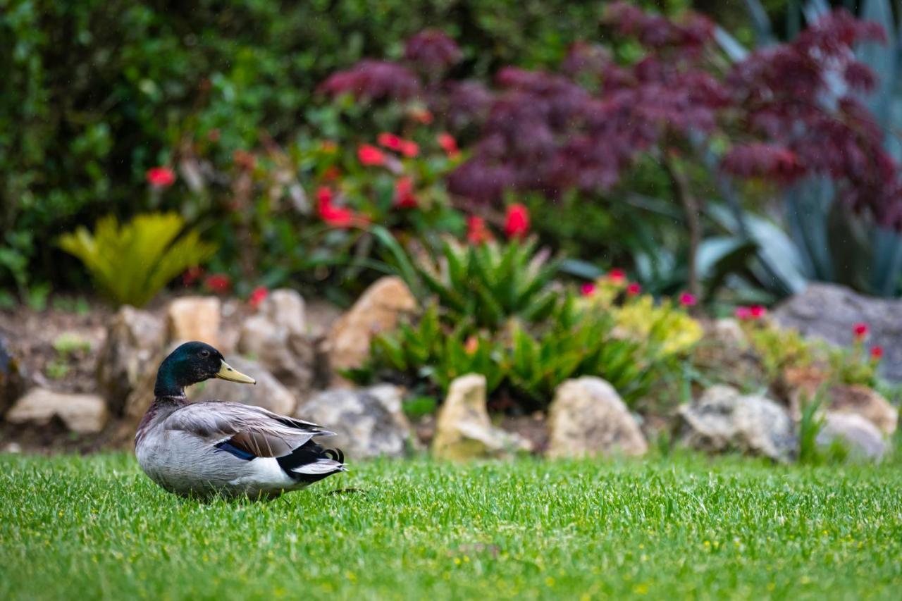 Quinta Do Pe Descalco Guesthouse Sintra Dış mekan fotoğraf
